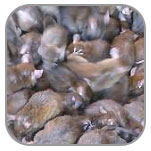 CovKill Rats