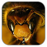 CovKill Wasps